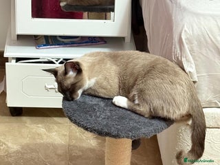 Siamés gatos - Anuncio 2