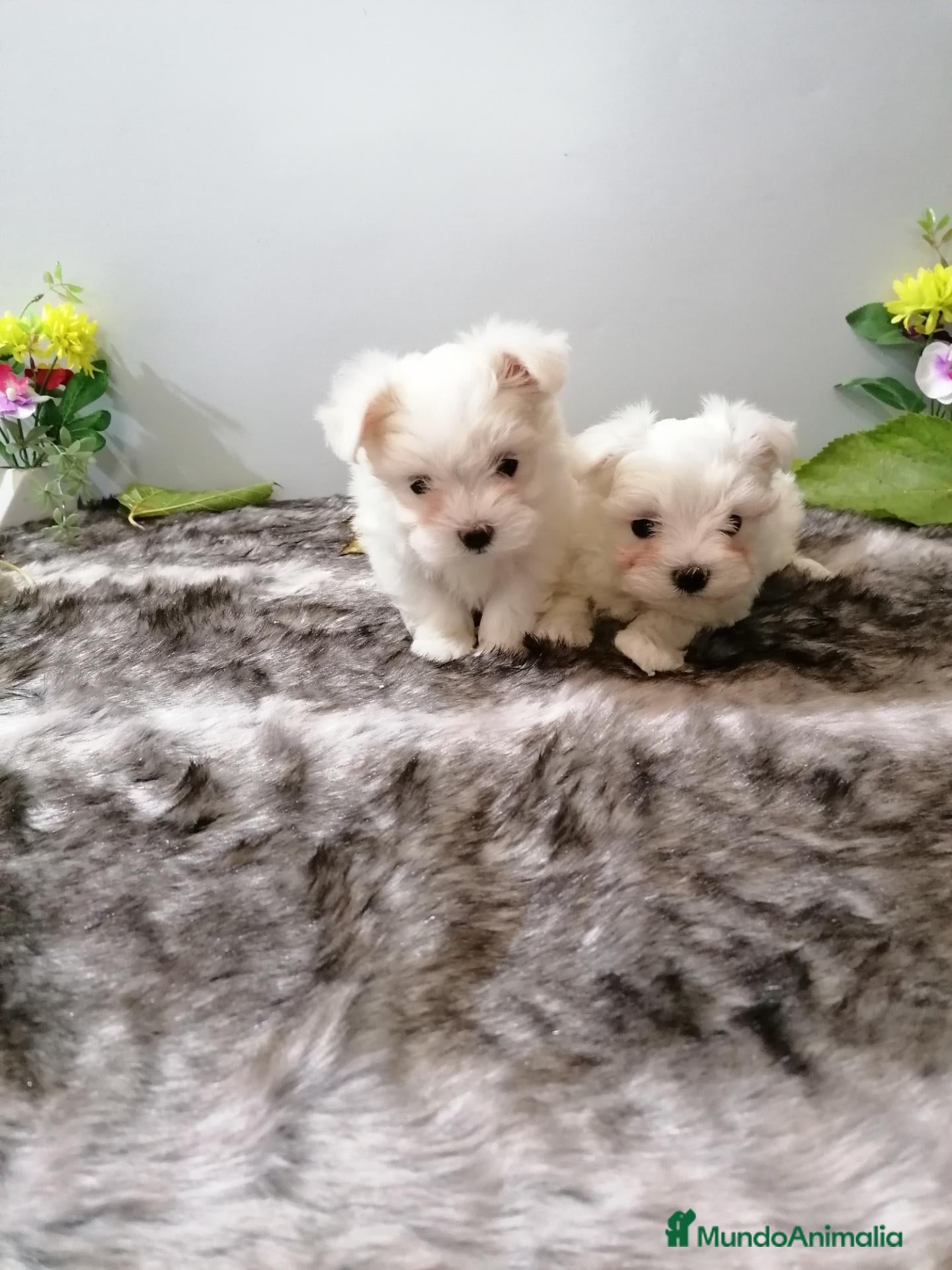 Bichón Maltés perros Bichon maltés americano  - Anuncio 1