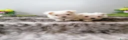 Bichón Maltés perros en venta: Bichon maltés americano  - Anuncio 1