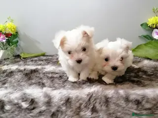 Bichón Maltés perros Bichon maltés americano - Anuncio 1