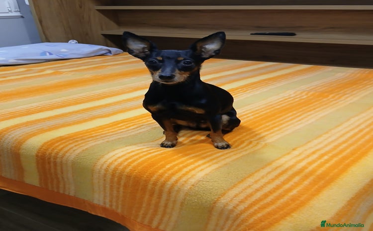 Pinscher Miniatura perros - Anuncio 1