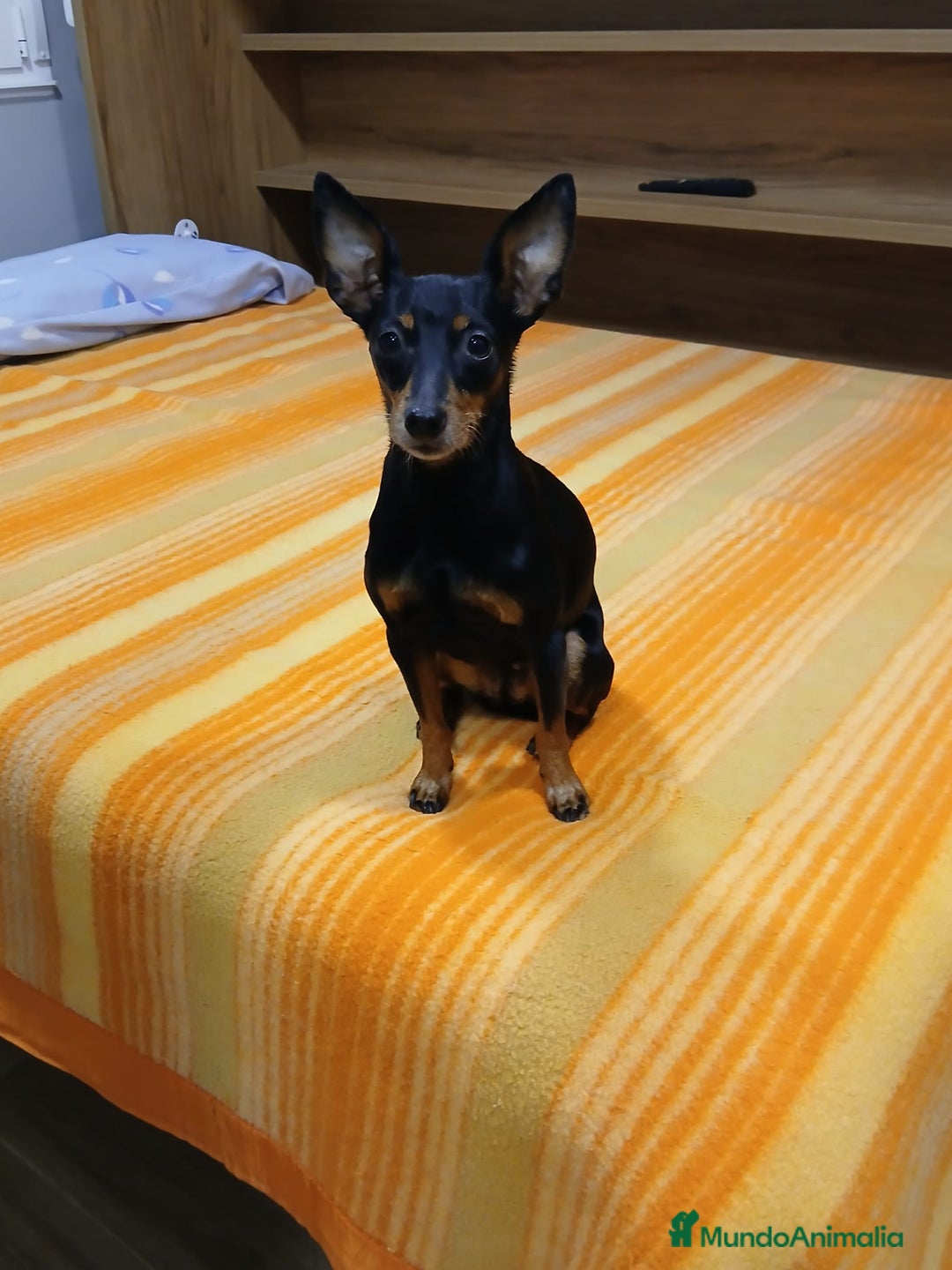 Pinscher Miniatura perros en venta: Cachorros pincher  - Imagen 1