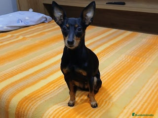 Pinscher Miniatura perros - Anuncio 15