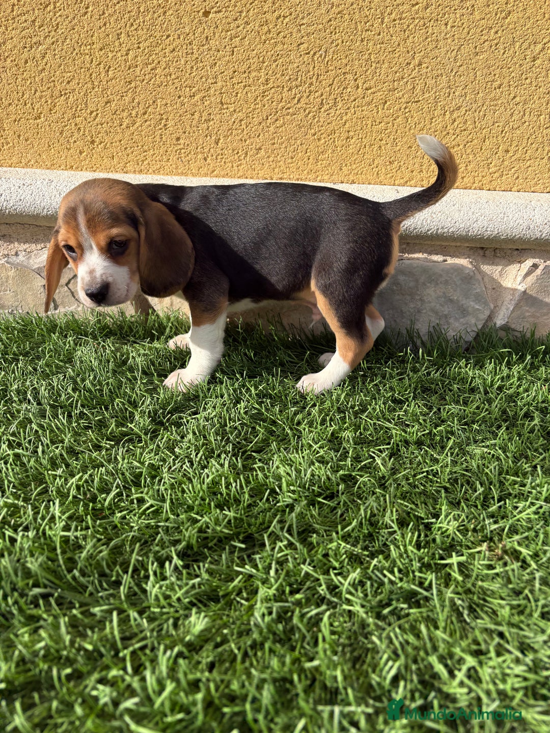 Beagle perros en venta: Beagle cachorro macho línea francesa  - Anuncio 6