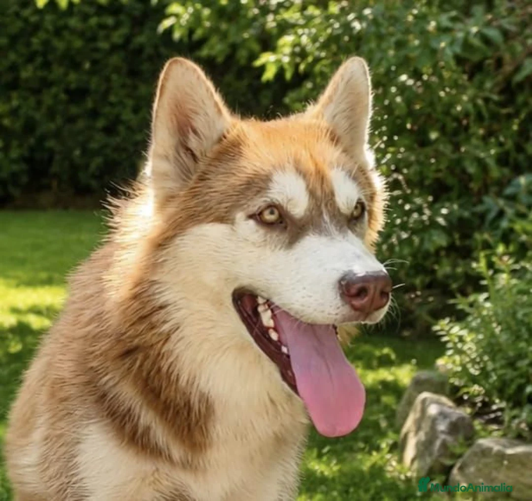 Husky Siberiano perros en venta: HUSKY SIBERIANO MACHO (5 meses) - Anuncio 1