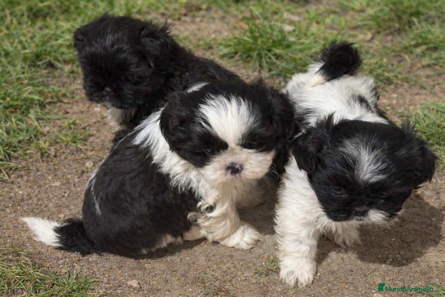 Shih Tzu perros Shih Tzu  - Anuncio 2