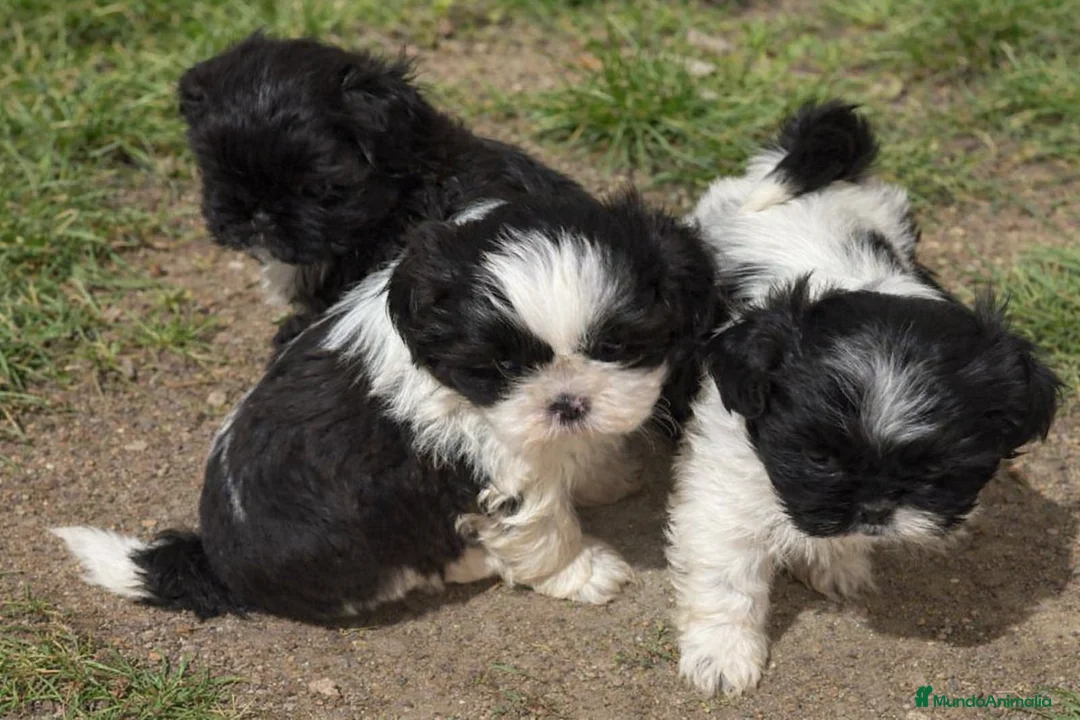Shih Tzu perros en venta: Shih Tzu  - Anuncio 2