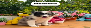 Border Collie 8