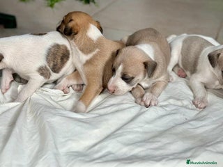 Whippet perros en Ciudad Real - Anuncio 1