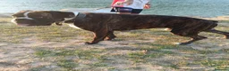 Boxer perros en venta: Boxer  - Anuncio 5