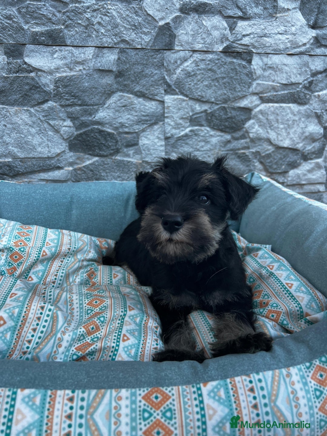 Schnauzer Miniatura perros en venta: Schnauzer mini  - Imagen 1