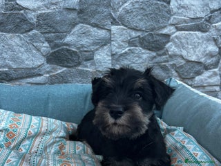 Schnauzer Miniatura perros - Anuncio 3