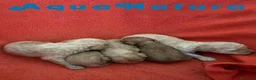 Caniche Enano perros en venta: Caniche Hembra 1430 - AQUANATURA en Barcelona - Anuncio 7