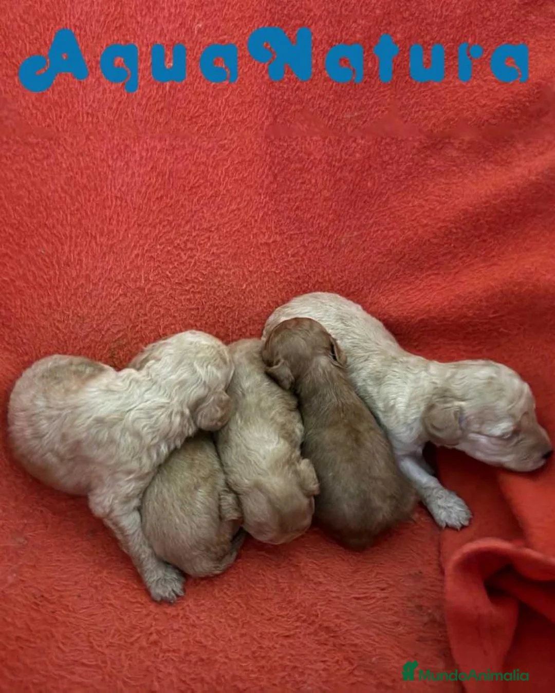 Caniche Enano perros en venta: Caniche Hembra 1430 - AQUANATURA en Barcelona - Anuncio 7