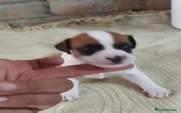 Jack Russell Terrier perros en venta: Jack Russell  - Imagen 7