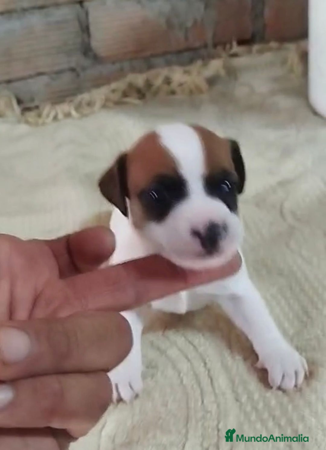 Jack Russell Terrier perros en venta: Jack Russell  - Imagen 7