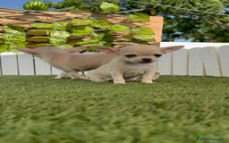 Chihuahua perros en venta: CHIHUAHUA MACHO - Imagen 14