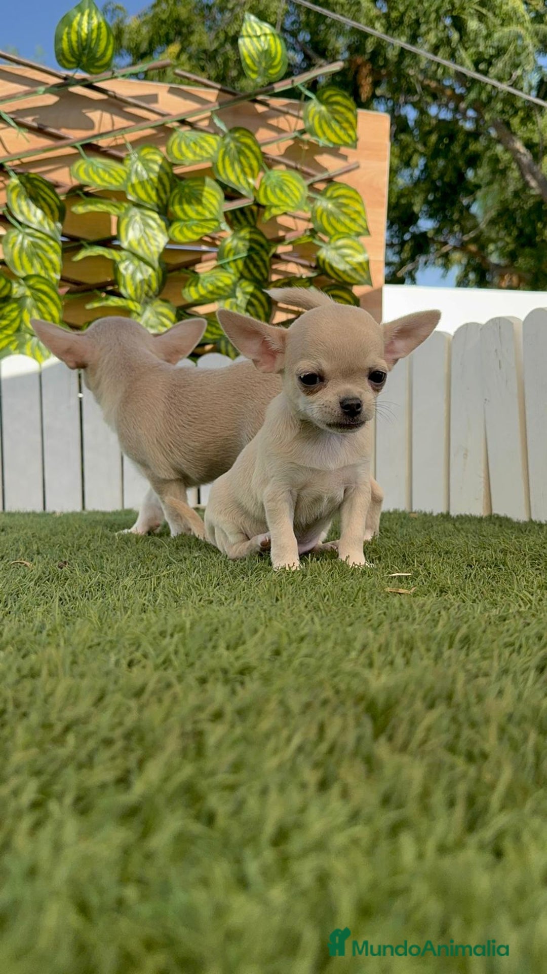 Chihuahua perros en venta: CHIHUAHUA MACHO - Imagen 14