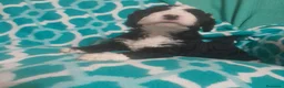 Perro de Agua Español perros en venta: PERRO DE AGUA ESPAÑOL - Anuncio 5
