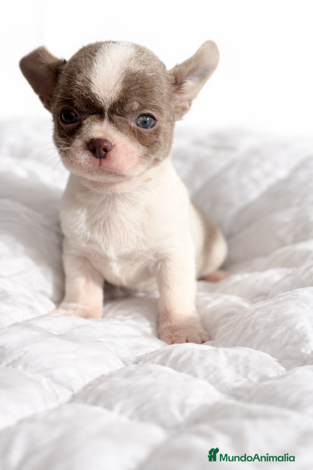 Chihuahua perros Chihushua mini Toy  - Anuncio 1