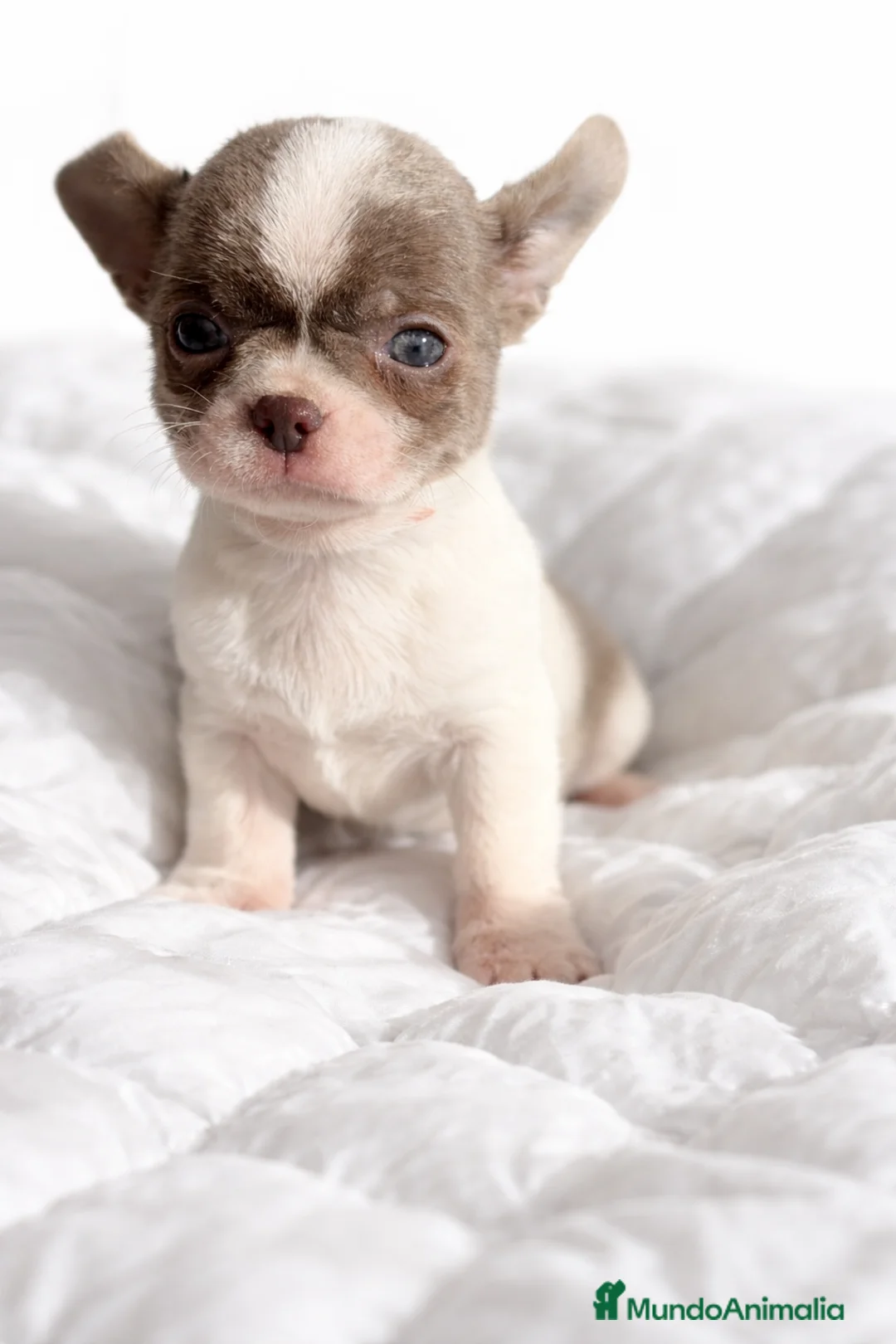 Chihuahua perros en venta: Chihushua mini Toy  - Anuncio 1