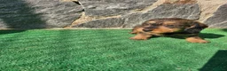Teckel perros en venta: Teckel de pelo duro  - Anuncio 2