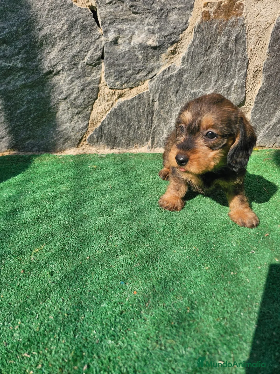 Teckel perros en venta: Teckel de pelo duro  - Anuncio 2