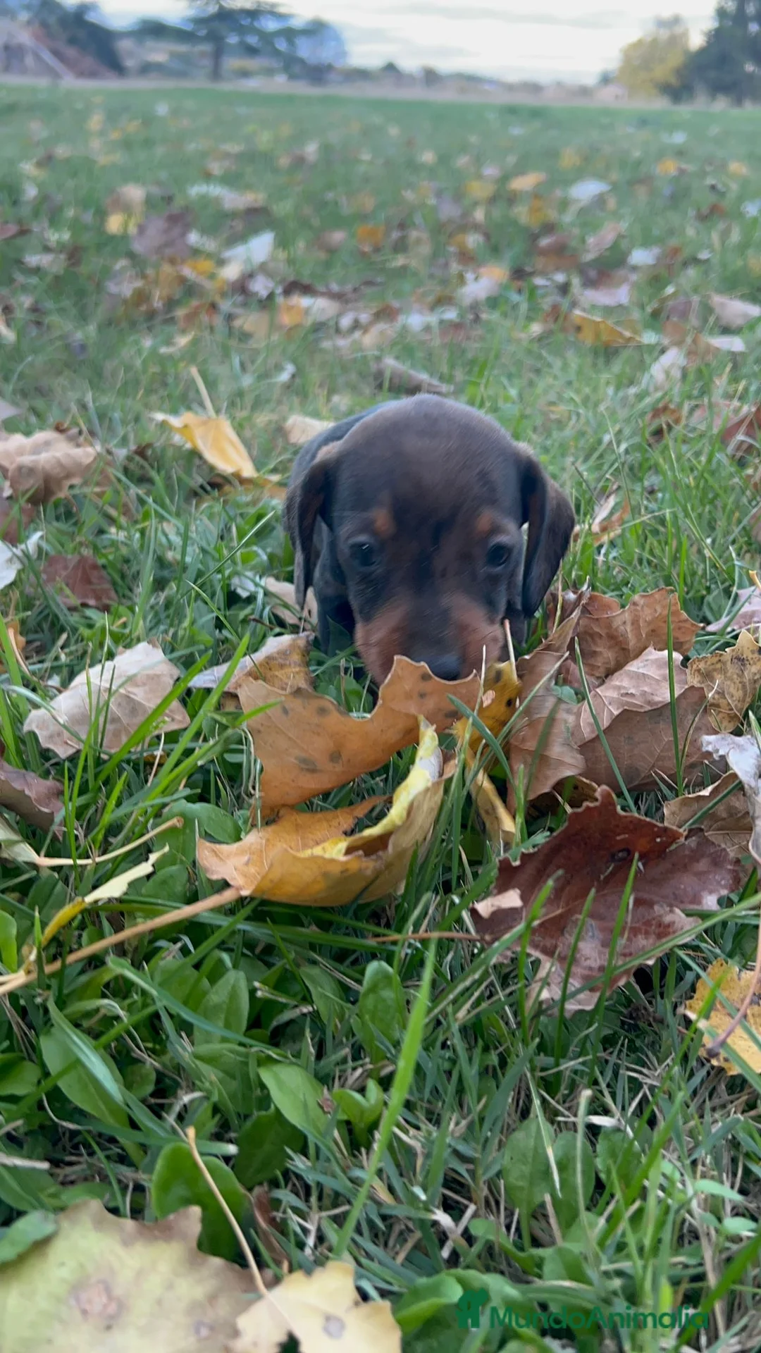 Teckel Miniatura perros en venta: Teckel mini  - Anuncio 3