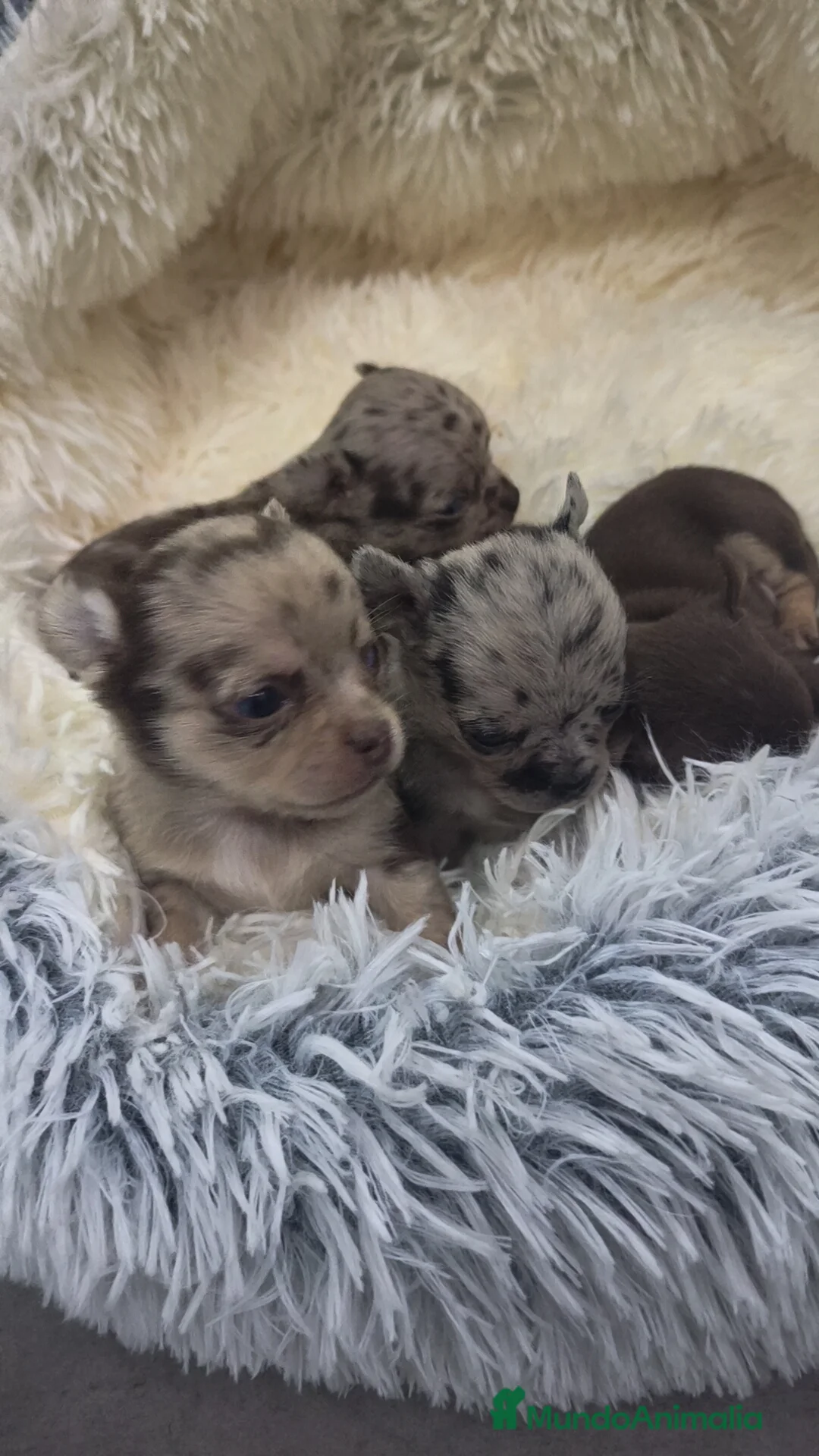 Chihuahua perros en venta: Chihuahuas exclusivos ♂️♀️🌈 merles y chocolate  - Anuncio 2