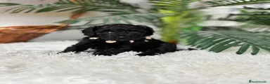 Caniche Enano 1