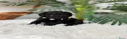 Caniche Enano perros en venta: CANICHE ENANO - Anuncio 14