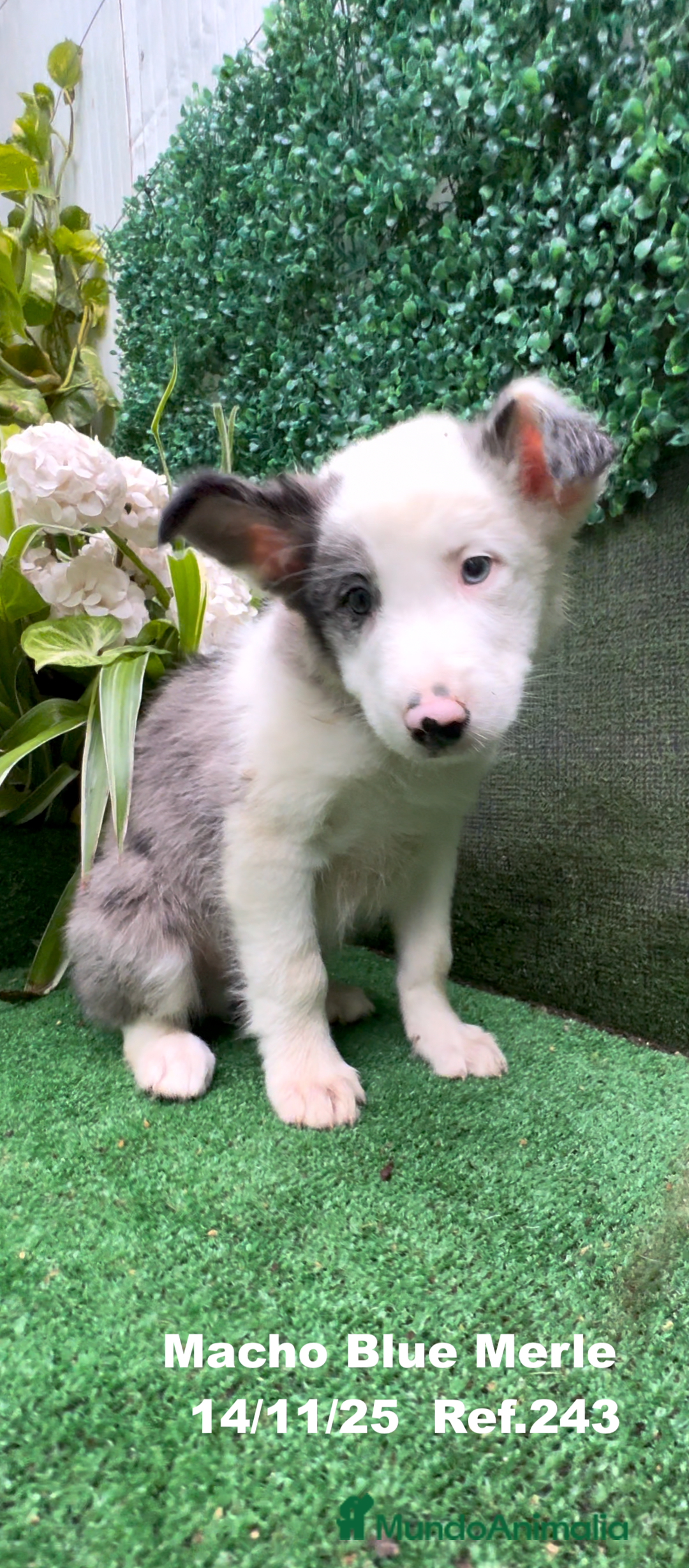 Border Collie perros en venta: Border Collie De Villa Biznaga - Anuncio 25