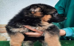 Pastor Alemán perros en venta: Pastor aleman - Imagen 1