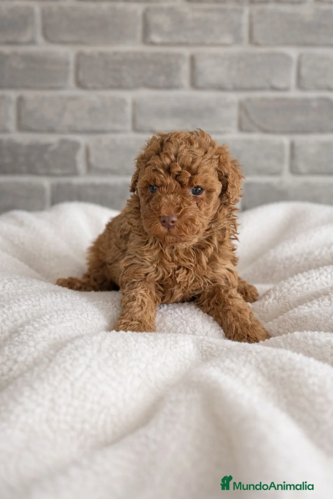 Caniche Toy perros en venta: Caniche toy - Anuncio 3