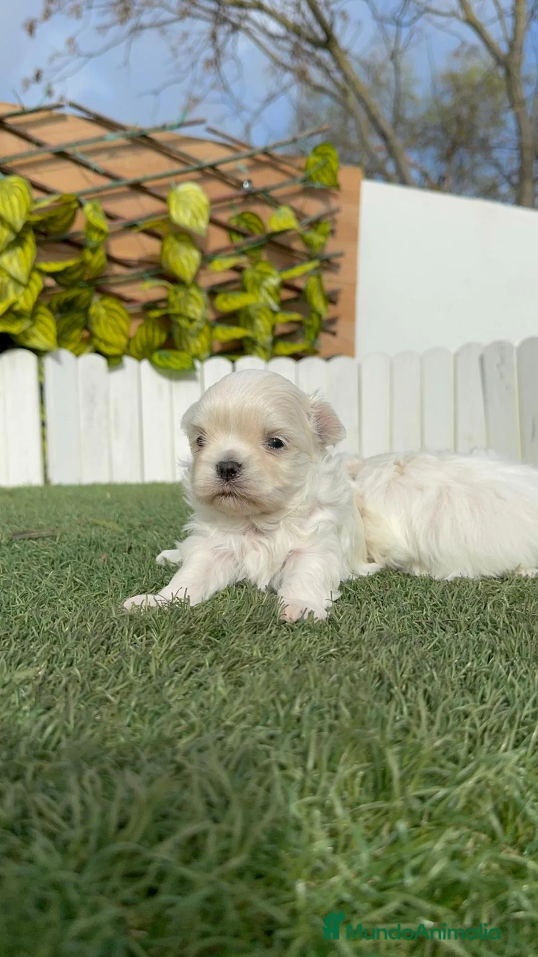 Bichón Maltés perros en venta: BICHON MALTES 100X100 COREANO - Anuncio 13