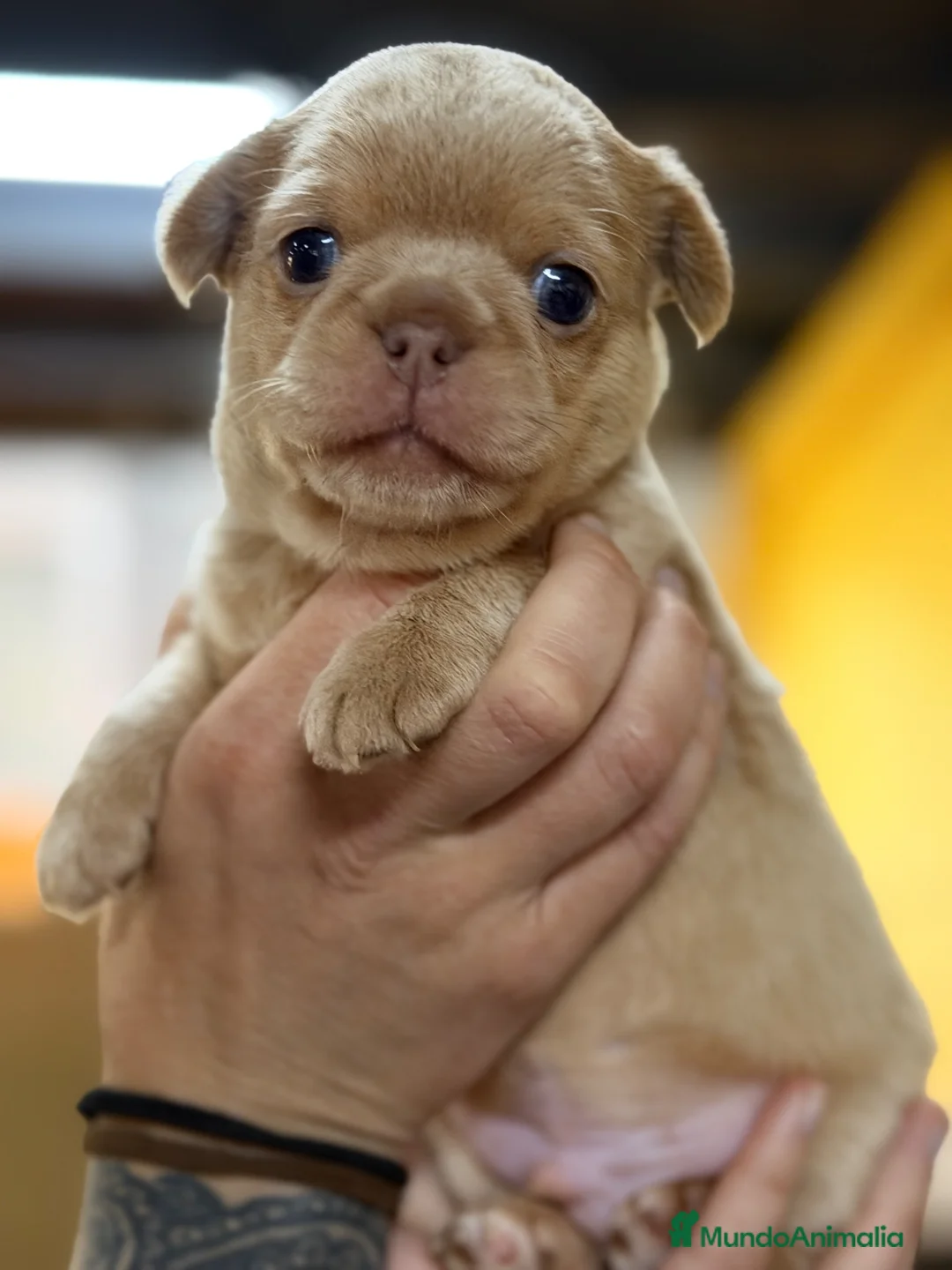 Chihuahua perros en venta: Chihuahua línea rusa  - Anuncio 1