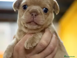 Chihuahua perros Chihuahua línea rusa - Anuncio 5