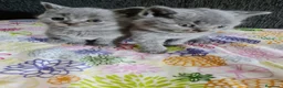 Británico de Pelo Corto Azul gatos en venta: Brithis - Anuncio 14