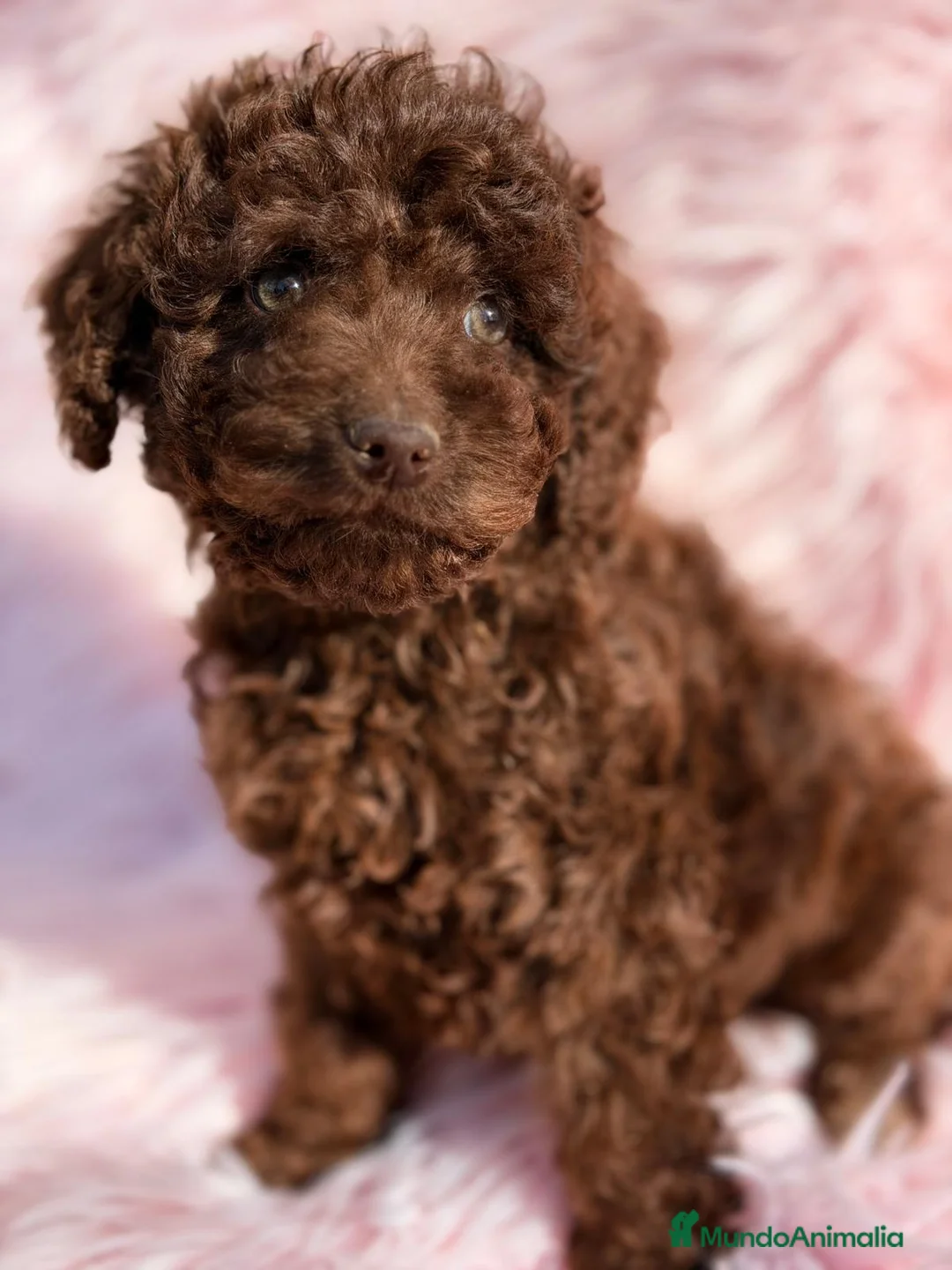 Perro de Agua Español perros en venta: PERRO DE AGUA ESPAÑOL CHOCOLATE  - Anuncio 3