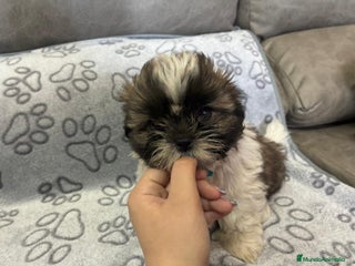 Shih Tzu perros - Anuncio 2