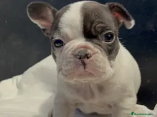 Bulldog Francés perros Bulldog francés - Anuncio 1