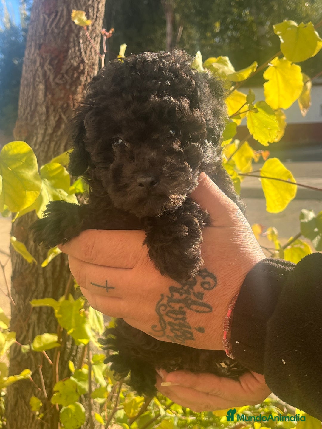 Caniche Toy perros en venta: Caniche toy - Anuncio 4