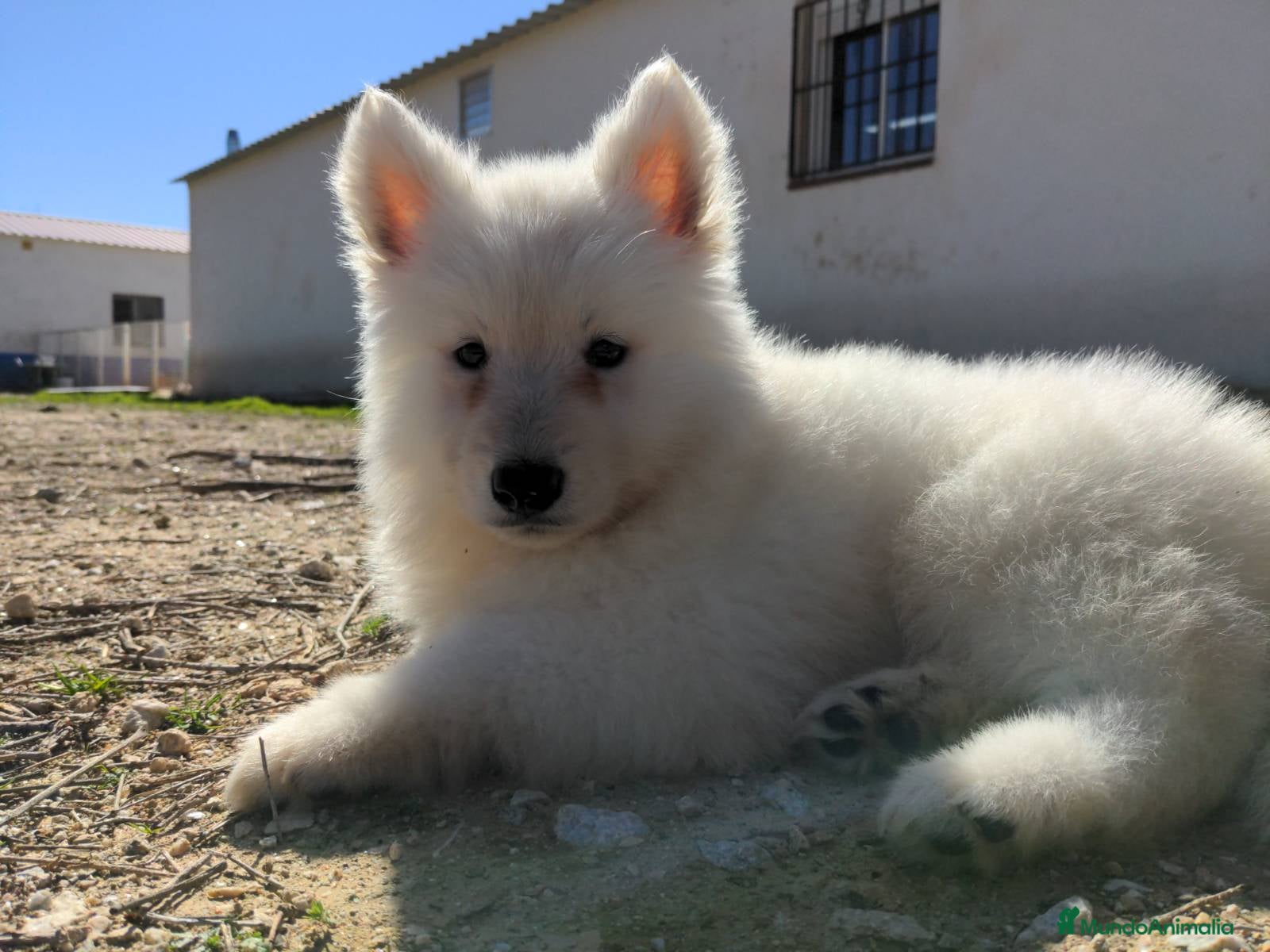 Pastor Blanco Suizo perros Preciosa hembra de pastor suizo - Anuncio 2