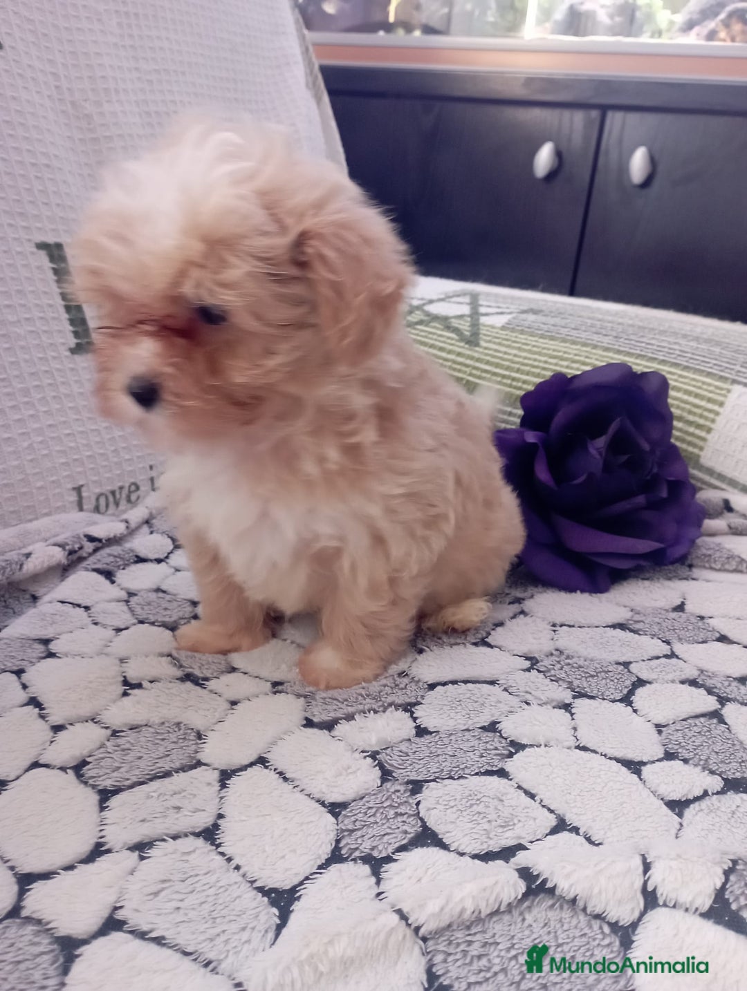 Maltipoo perros en venta: Maltipoo - Anuncio 4