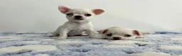 Chihuahua perros en venta: Chihuahua mini - Anuncio 5