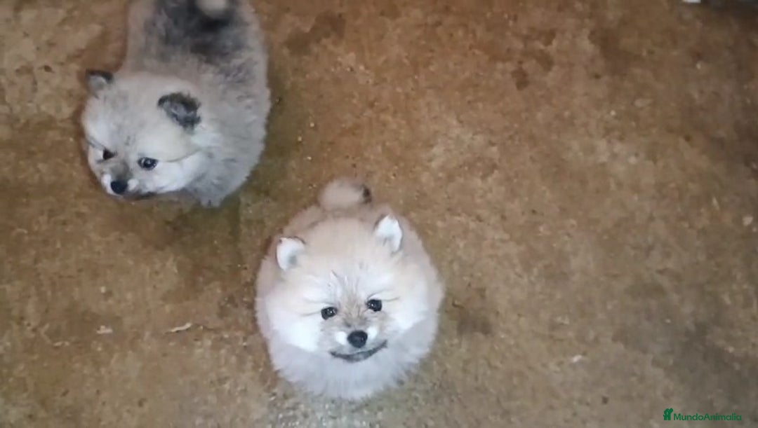 Pomerania perros en venta: PRECIOSOS POMERANIAS DESDE 800 € - Imagen 5