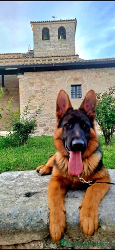 Imagen de galería {{count}}