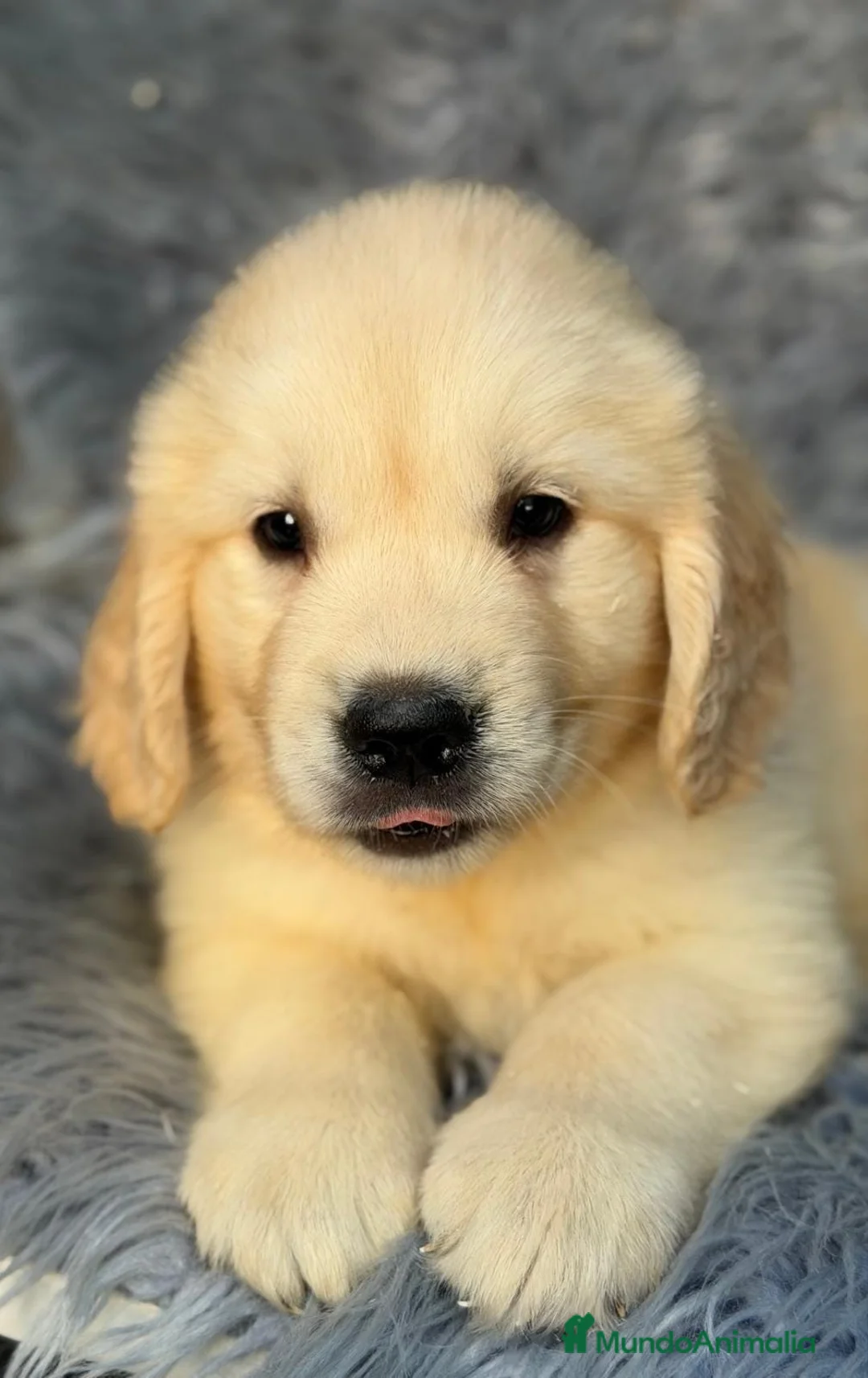 Golden Retriever perros en venta: Camada de golden - Anuncio 6