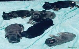 Bulldog Francés perros en venta: Fluffys bulldog increíbles  - Imagen 6