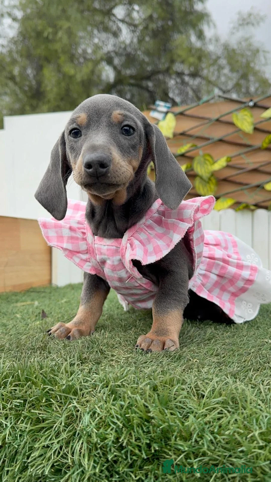 Teckel Miniatura perros en venta: TECKEL MINIATURA - Anuncio 1